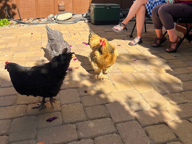 National Drinking with Chickens&nbsp;Day