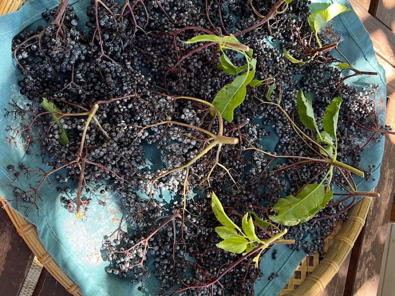 Elderberry